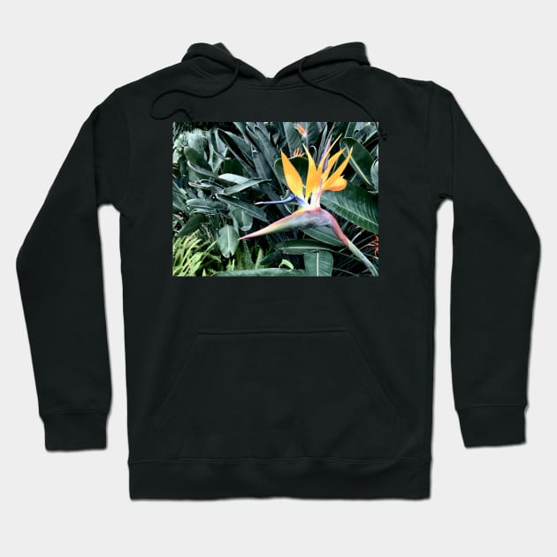 Bird of Paradise Hoodie by Bear Case Designs